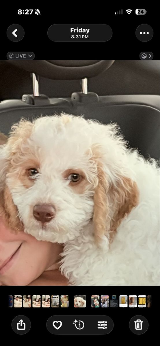 13-Week-Old Mini F2B Goldendoodle Puppy - Crate and Potty Trained