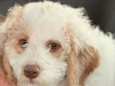 13-Week-Old Mini F2B Goldendoodle Puppy - Crate and Potty Trained