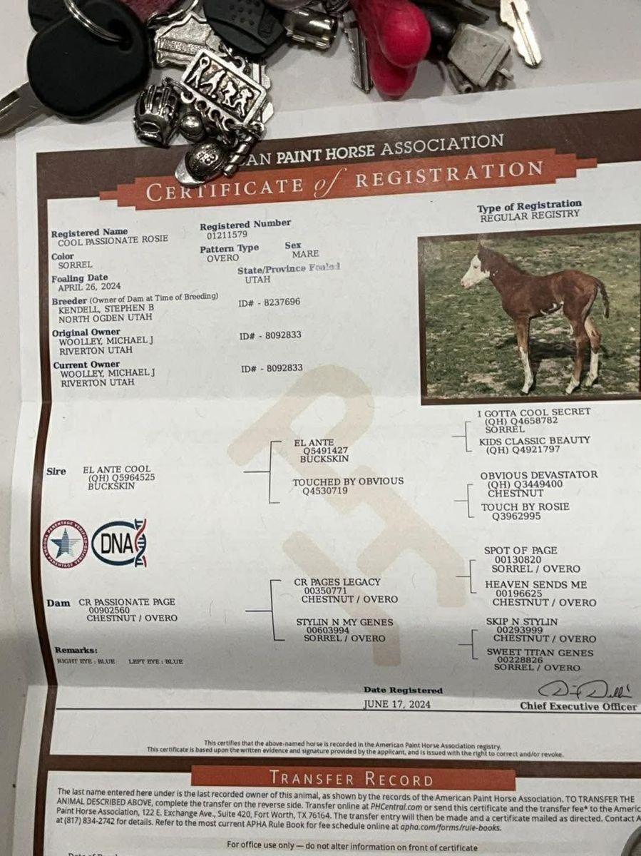 2 year old quarter horse mare