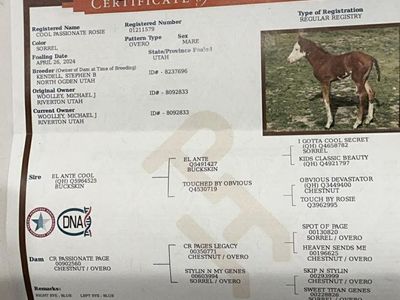 2 year old quarter horse mare