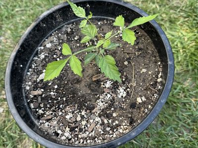 Trumpet flower plant