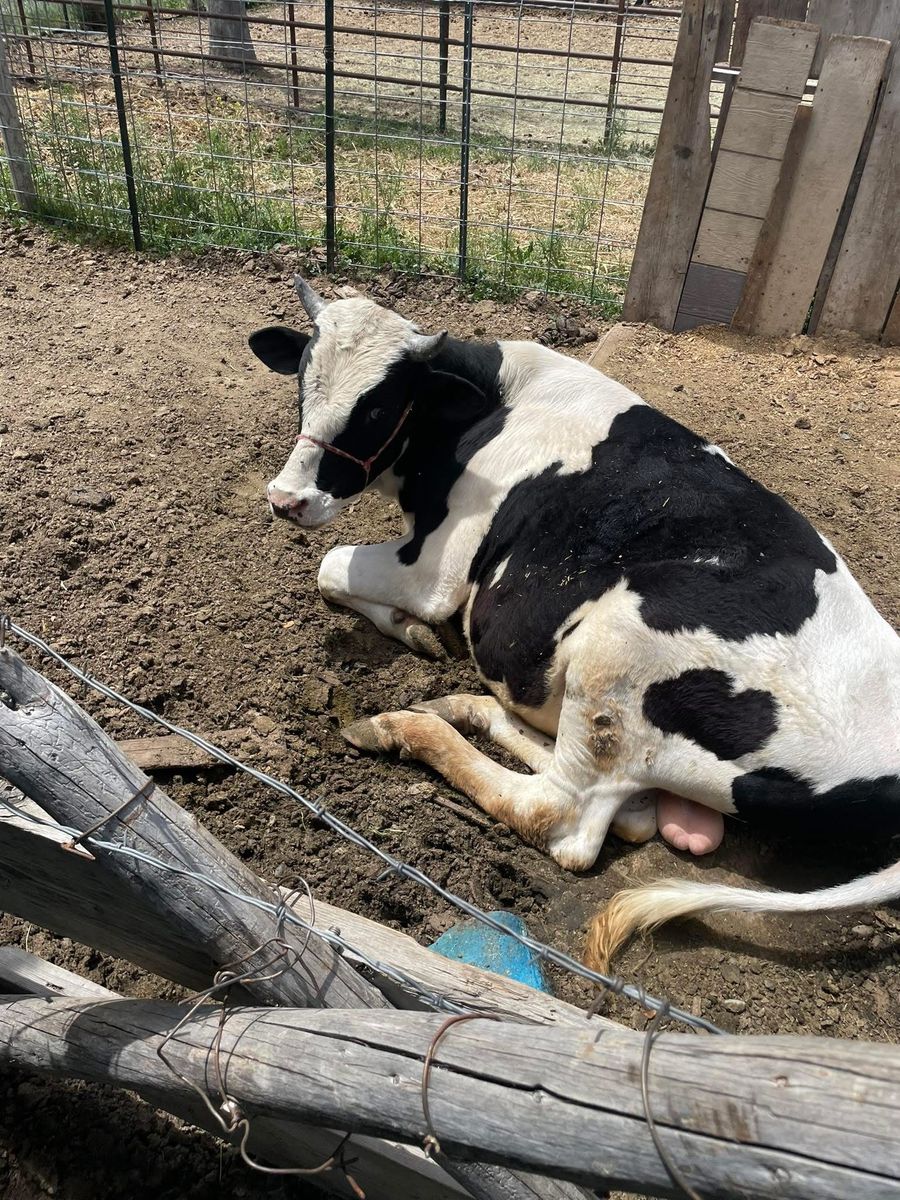 Holstein