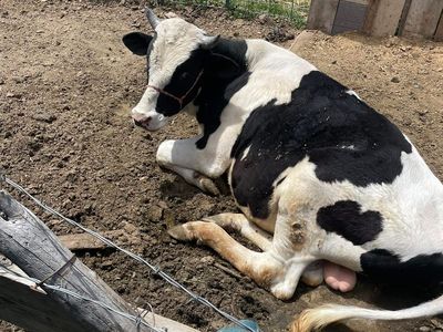Holstein