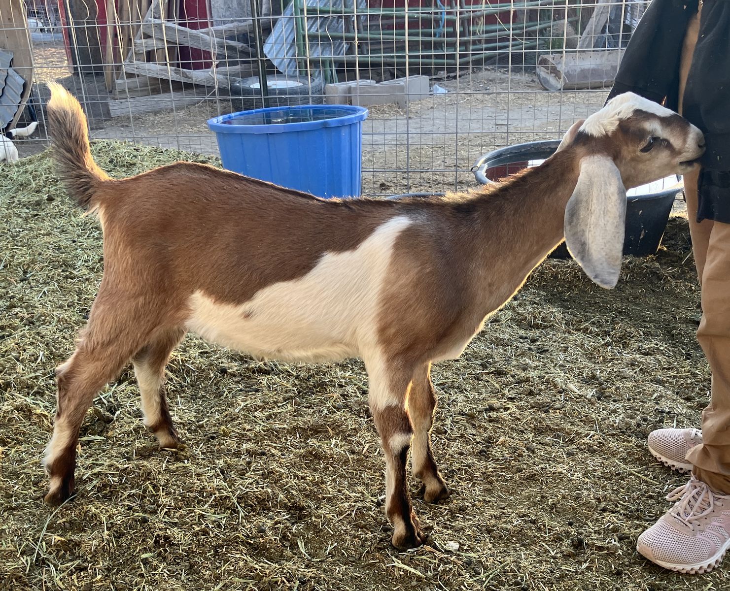 Nubian buckling