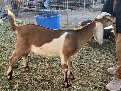 Nubian buckling