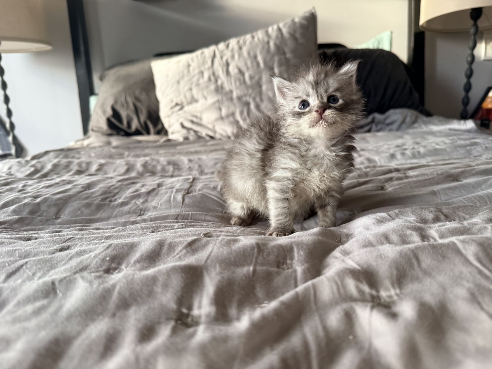 Polydactyle European Maine Coon Kittens