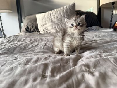 Polydactyle European Maine Coon Kittens