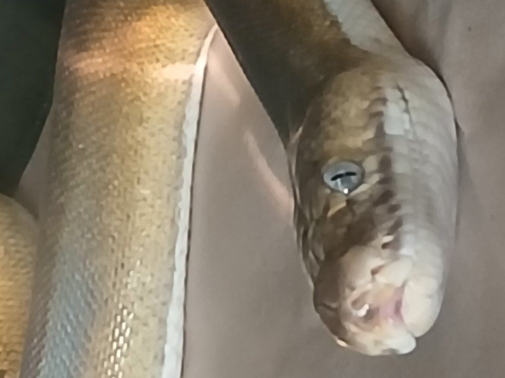 platinum goldenchild tiger reticulated python