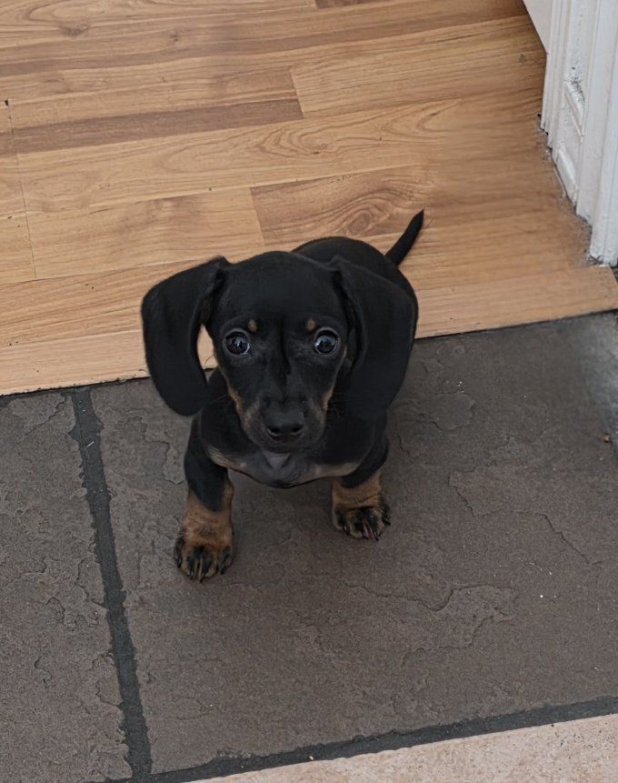 Mini Dachshund Puppy