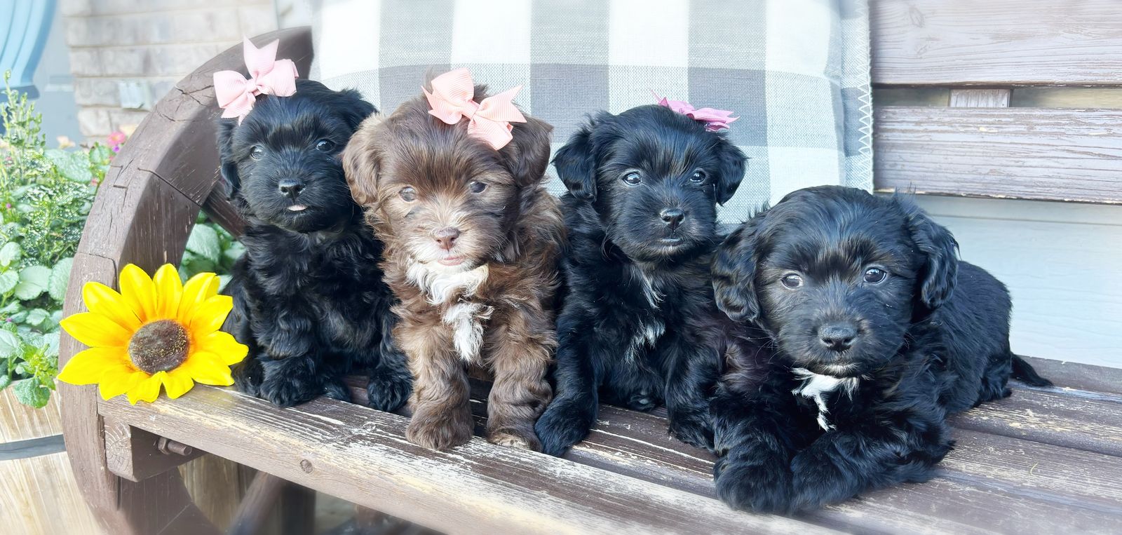 Shih-Poo Puppies – Non-Shedding & Family Raised