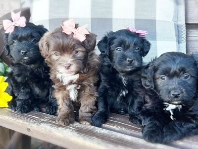 Shih-Poo Puppies – Non-Shedding & Family Raised