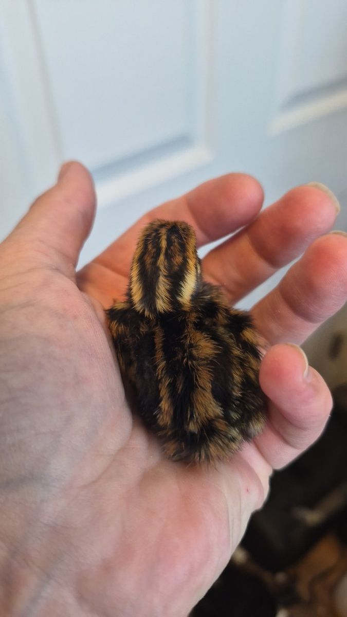 Coturnix quail chicks