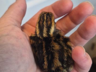Coturnix quail chicks