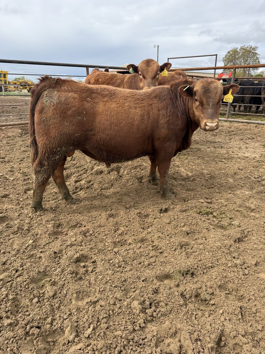 Red Angus Calving Ease Bulls