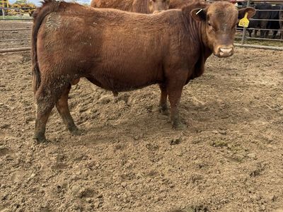 Red Angus Calving Ease Bulls