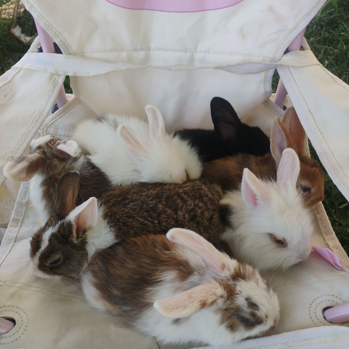 Baby Pet Bunnies