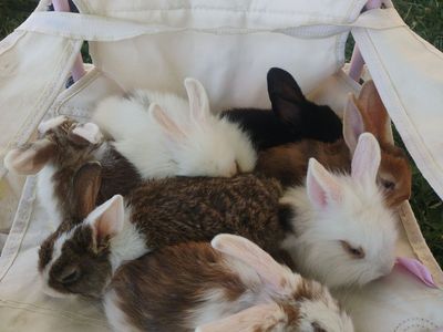 Baby Pet Bunnies