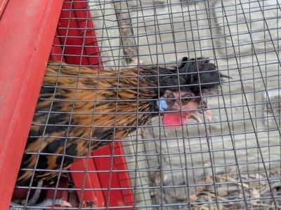 Free rooster