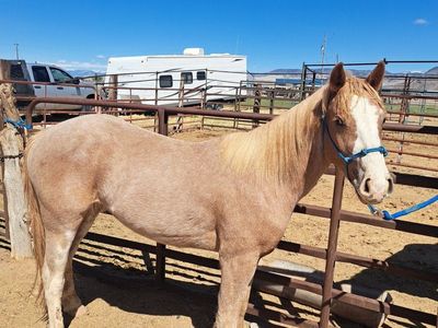2 year old red roan gelding