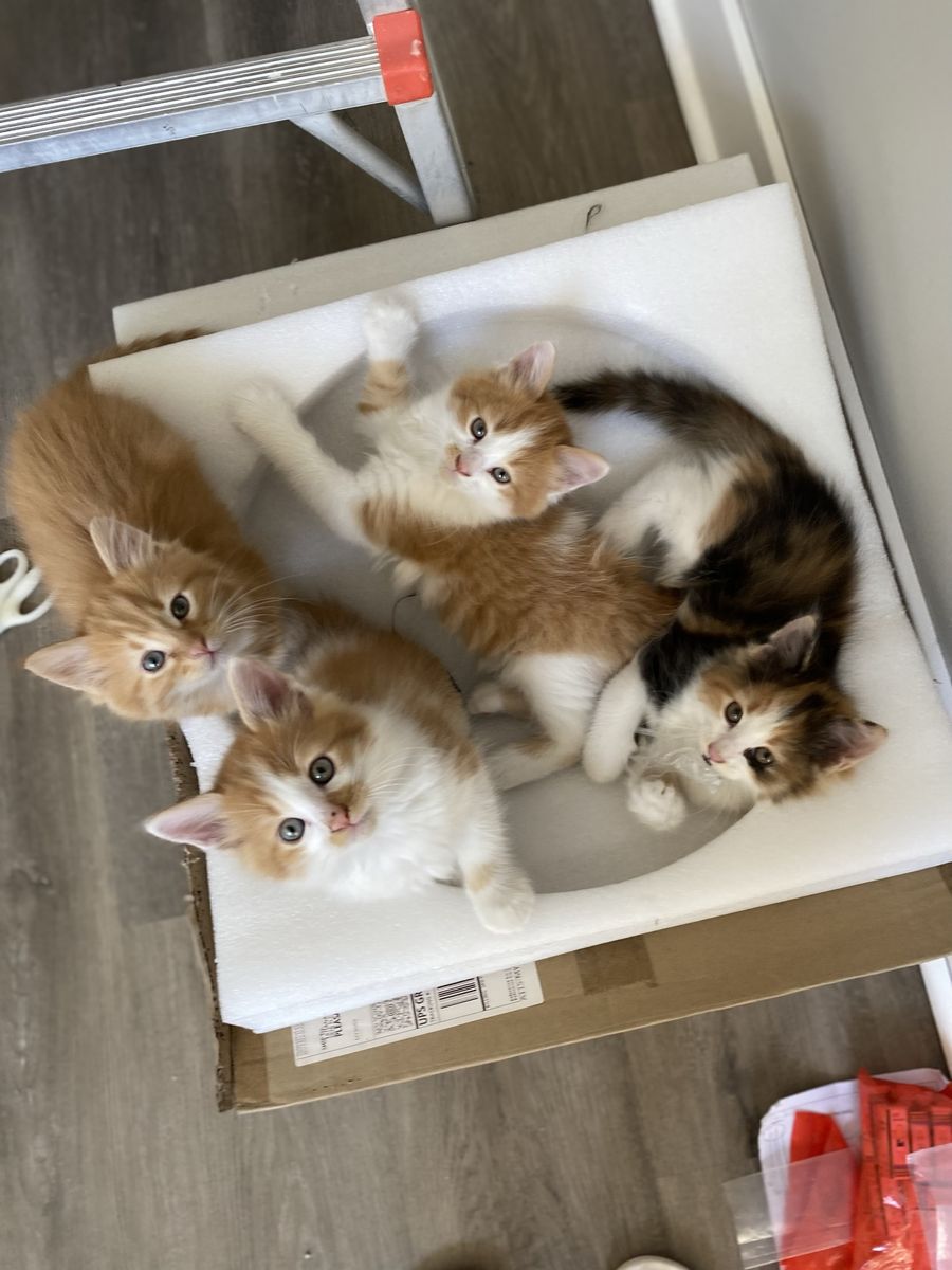 Adorable 8  Weeks Kittens For Sale