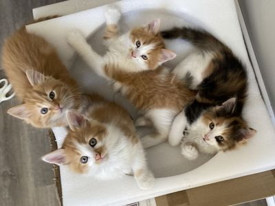 Adorable 8 Weeks Kittens For Sale