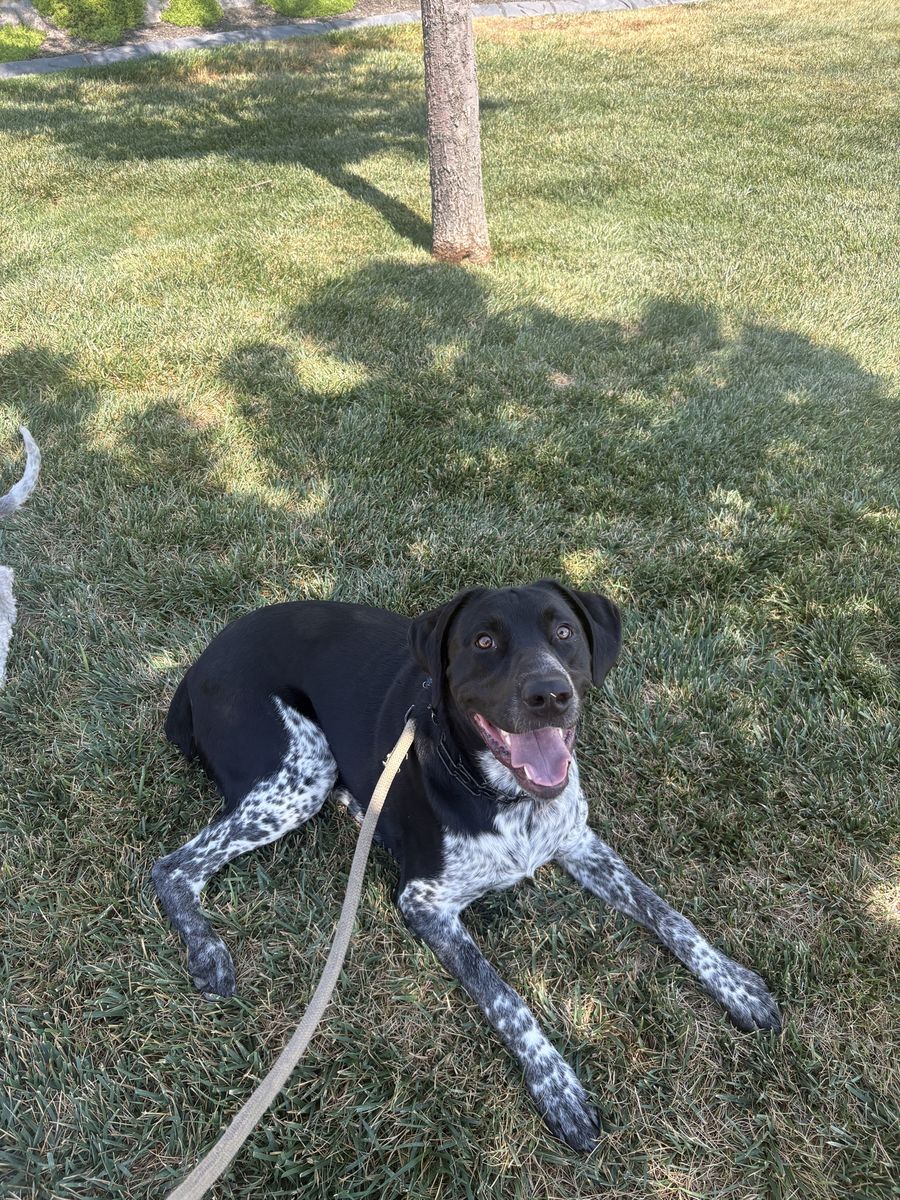 German Shorthaired Pointer Mix REHOME