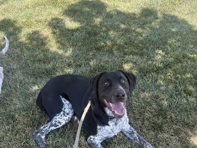 German Shorthaired Pointer Mix REHOME