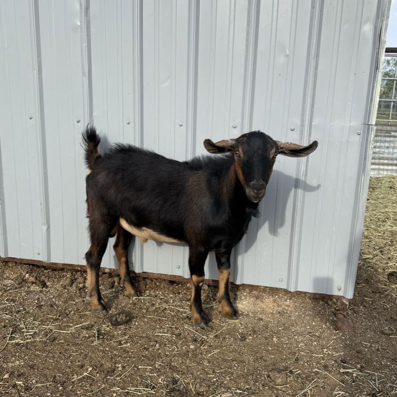 Mini Nubian buck