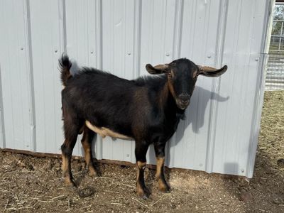 Mini Nubian buck
