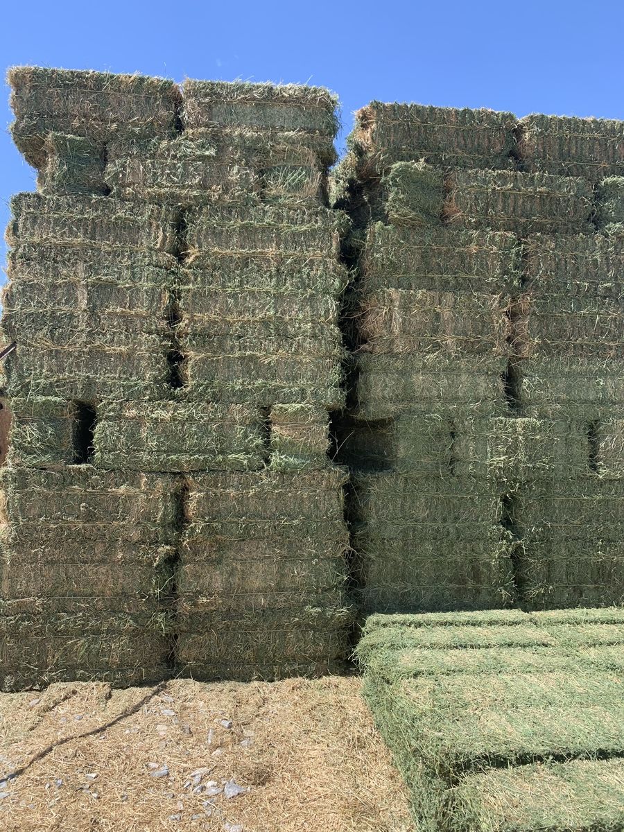Alfalfa Hay