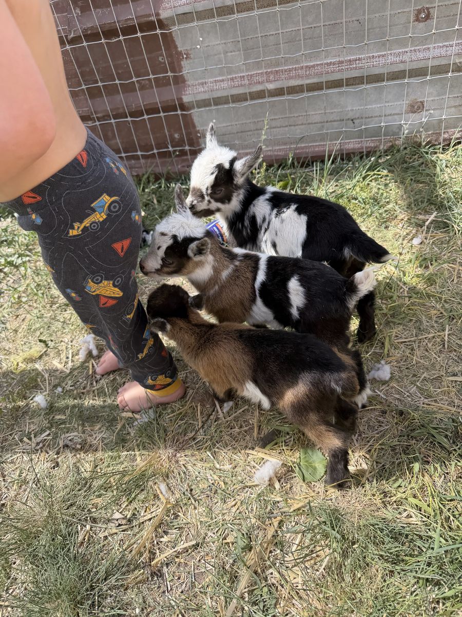 Nigerian dwarf bottle babies