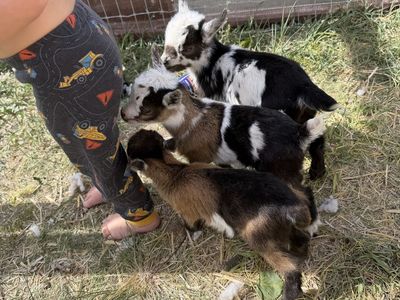Nigerian dwarf bottle babies