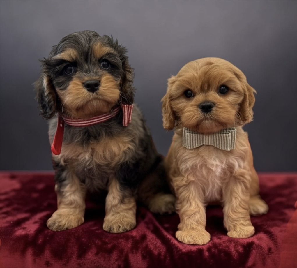 Cavapoo puppies ready for Mothers Day!!
