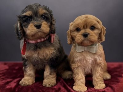 Cavapoo puppies ready for Mothers Day!!