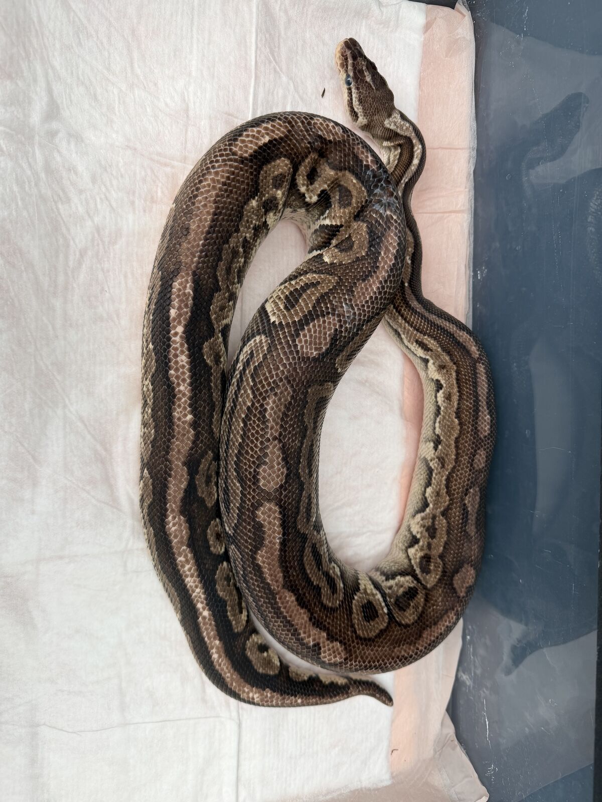 Breeder Male Pewter Ball Python