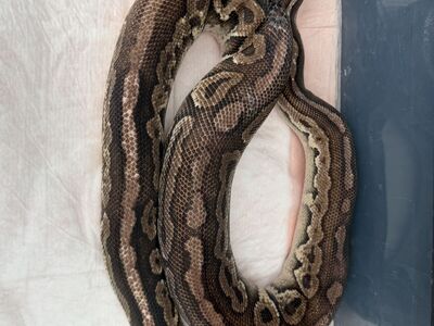 Breeder Male Pewter Ball Python