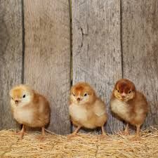 RHODE ISLAND RED CHICKS