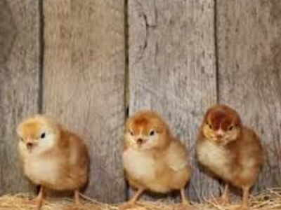 RHODE ISLAND RED CHICKS