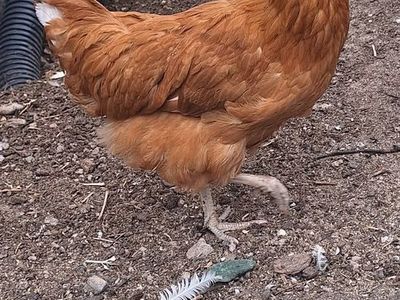 3 Barnyard Mix Hens