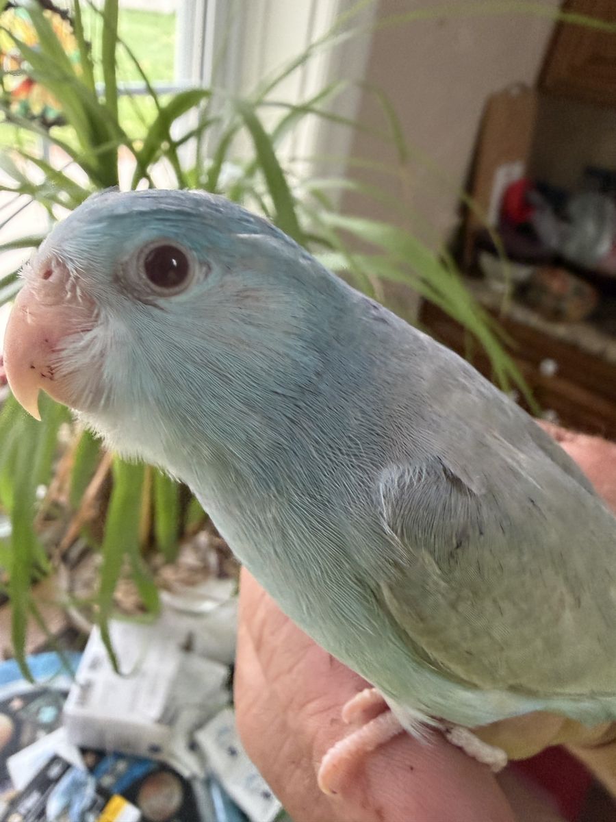 SUPER RARE SUPER COOL BABY PARROTLET 