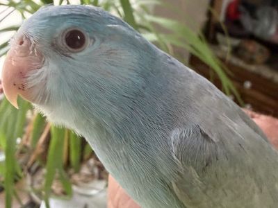 SUPER RARE SUPER COOL BABY PARROTLET