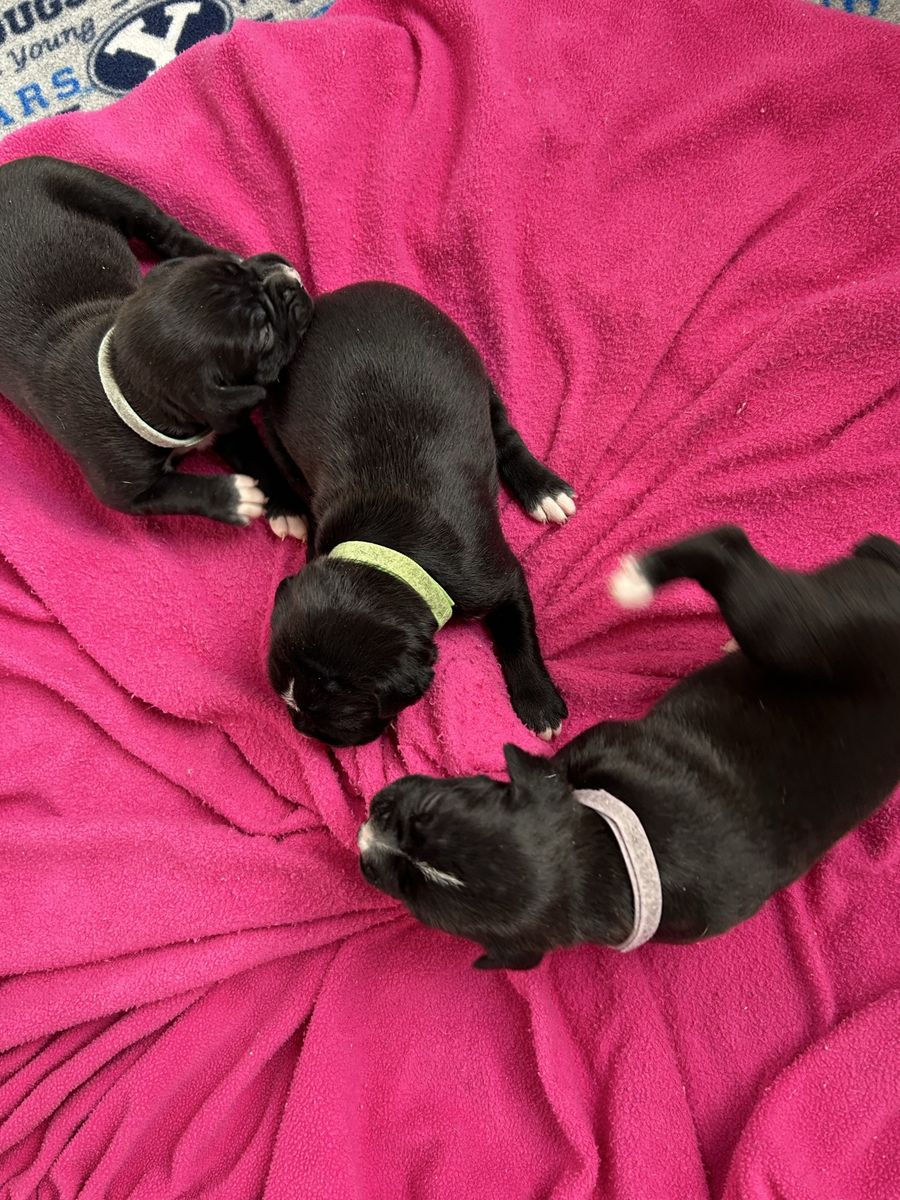 AKC BOXER PUPS