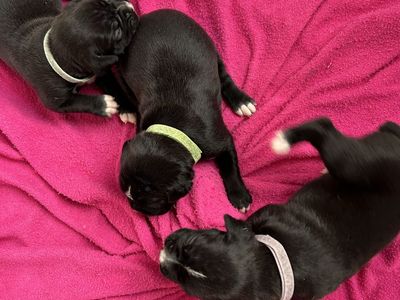 AKC BOXER PUPS
