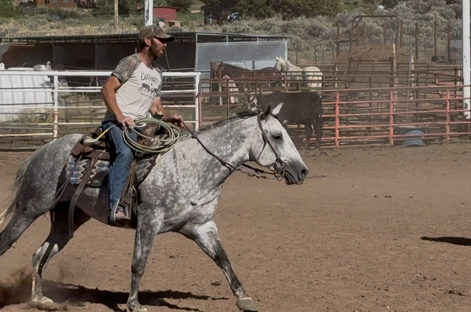 Real cool grey 5 yr old gelding!