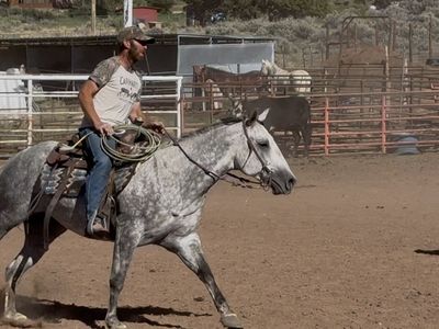 Real cool grey 5 yr old gelding!