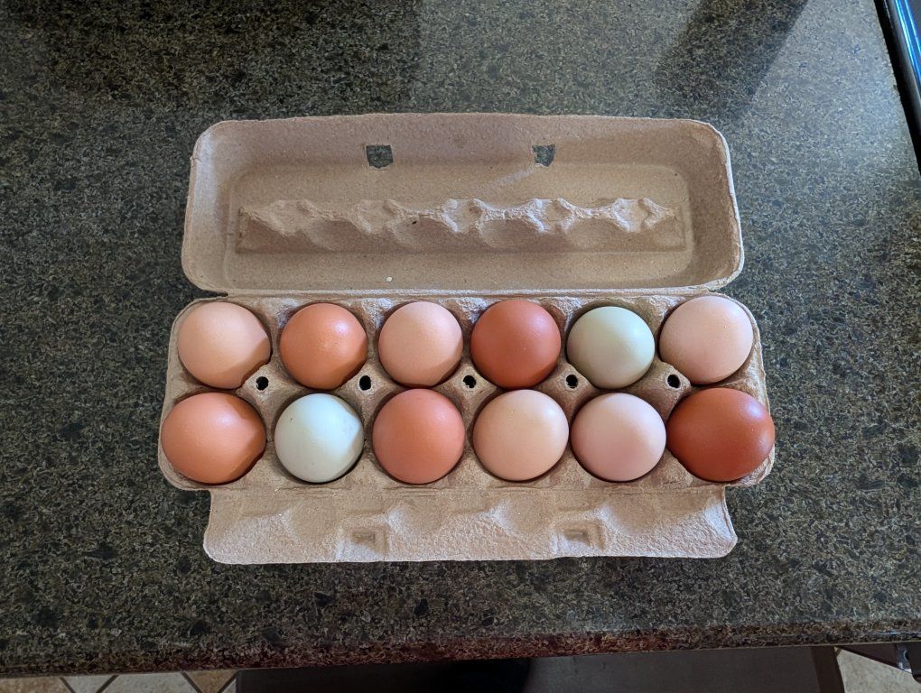 Farm fresh eggs