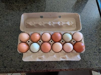 Farm fresh eggs