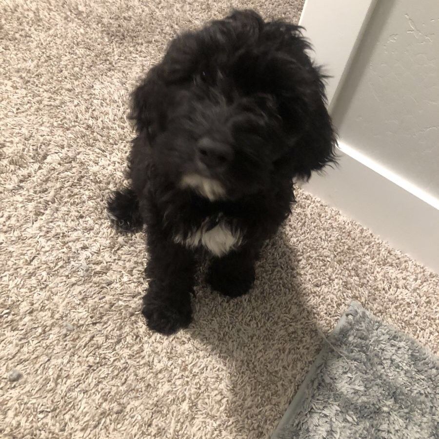 Labradoodle Puppy