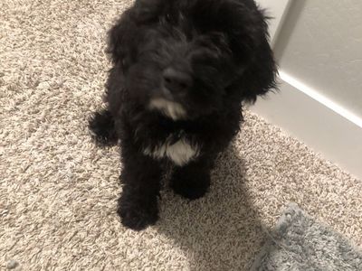 Labradoodle Puppy