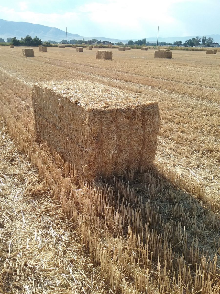 3X3X7+ Soft White Wheat Straw